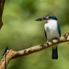 Lednacek promenlivy - Todiramphus chloris - Collared Kingfisher o1656